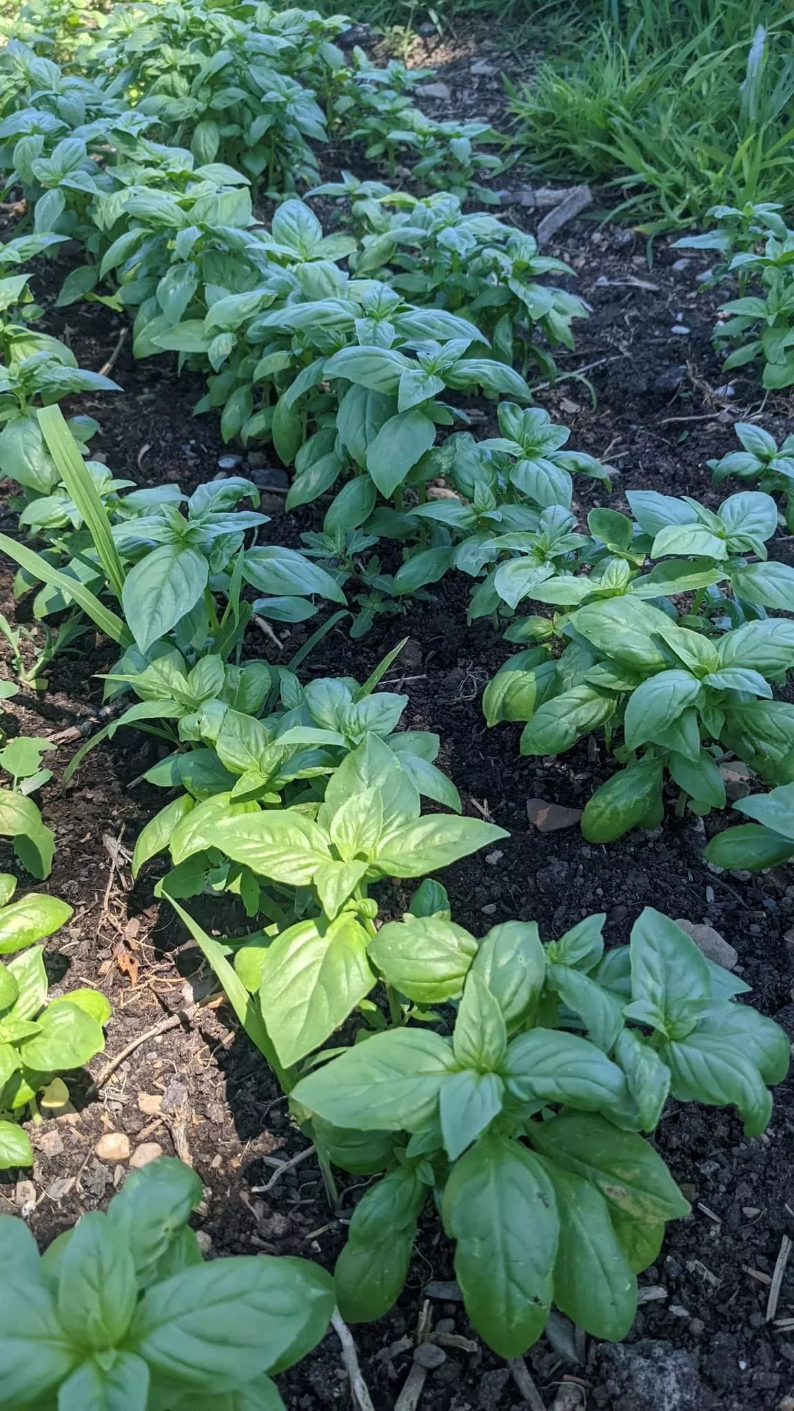 Italian Basil