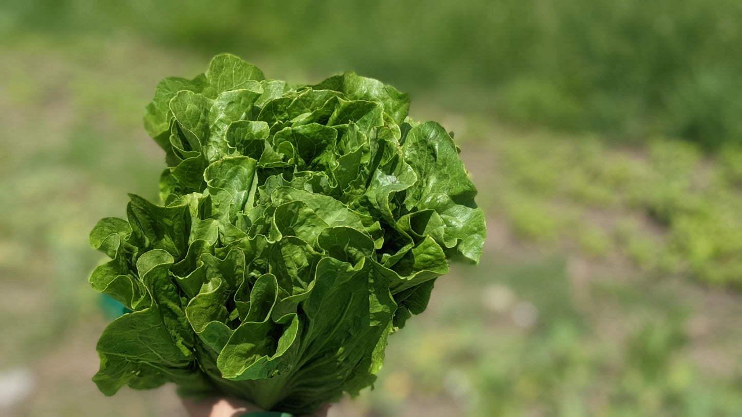 Romaine Lettuce - 12 Head Case