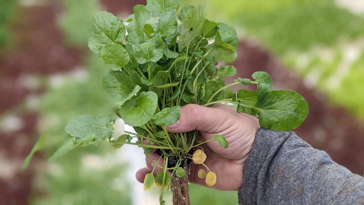 Watercress - 16 Bunch Case