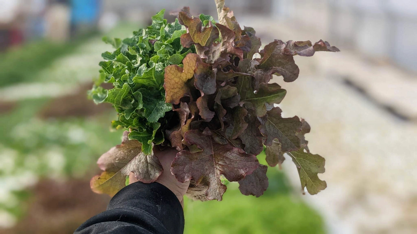 Red and Green Salad Bowl Lettuce - 12 Bunch Case