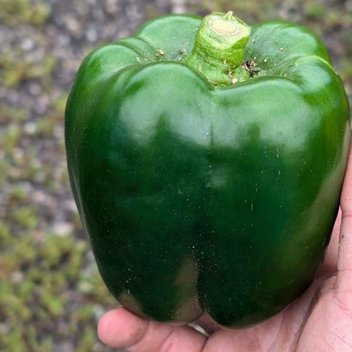 Green Pepper (2ct)
