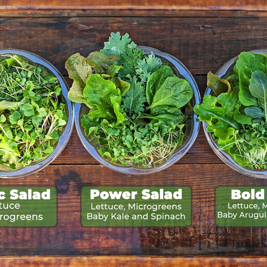 Premium Salad Bowl HFM