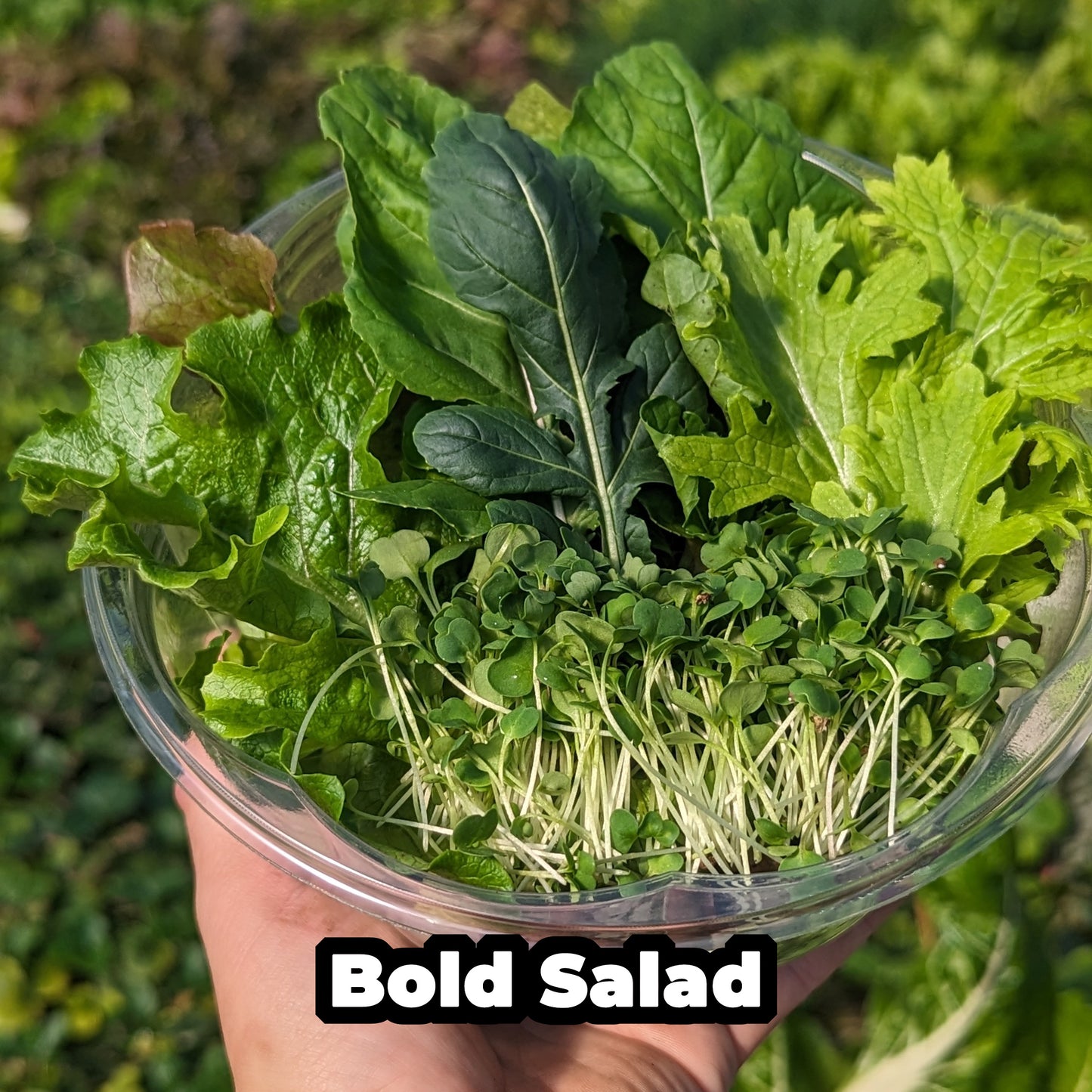 Premium Salad Bowl HFM