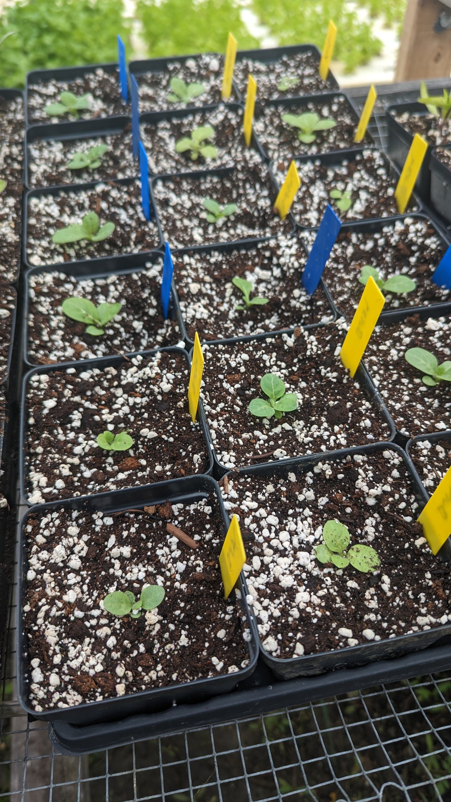 Tobacco Seedling 4" pot