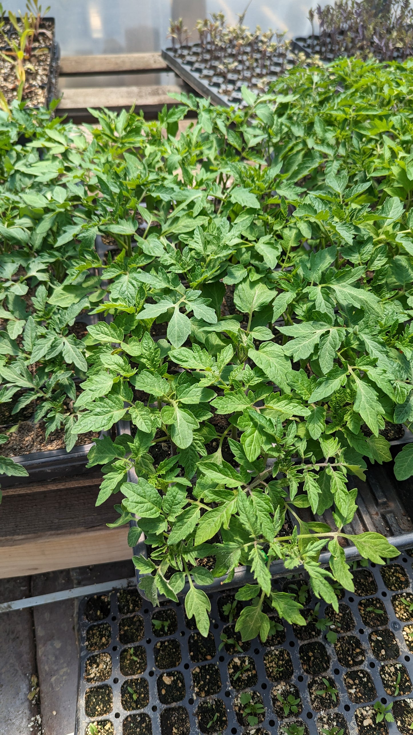 Tomato Seedlings 4-pack