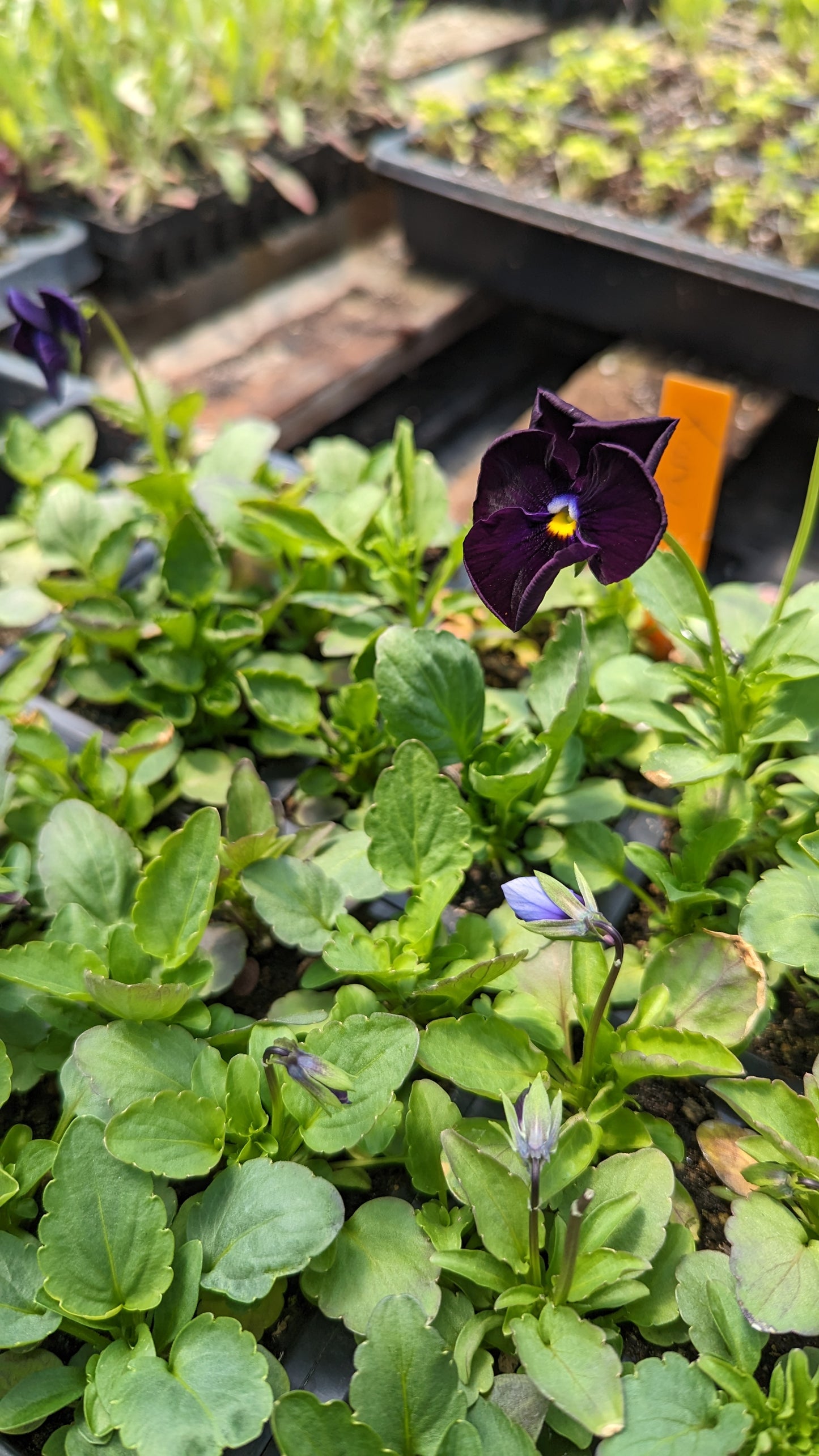 Viola/Pansy 4 pack