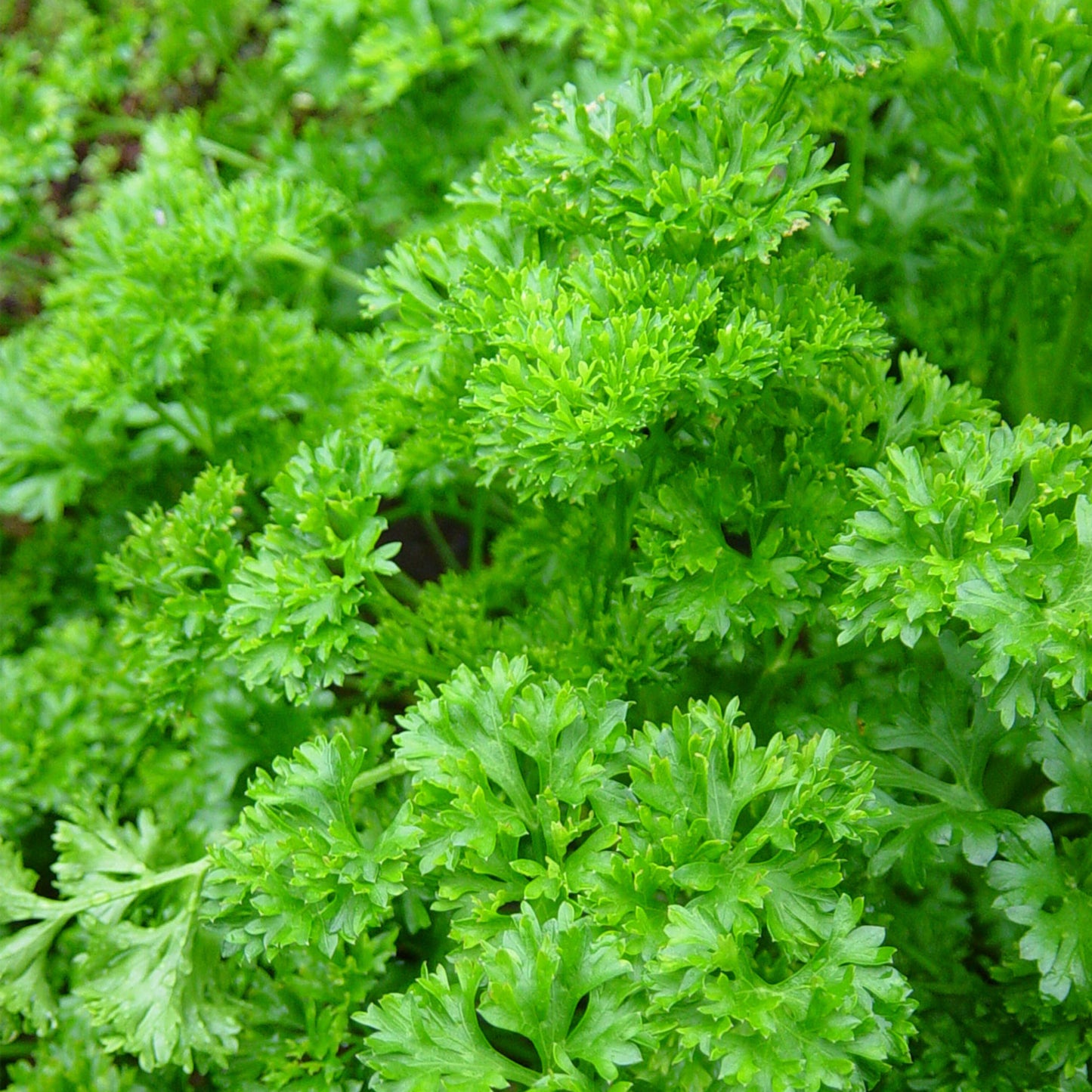 Curly Parsley