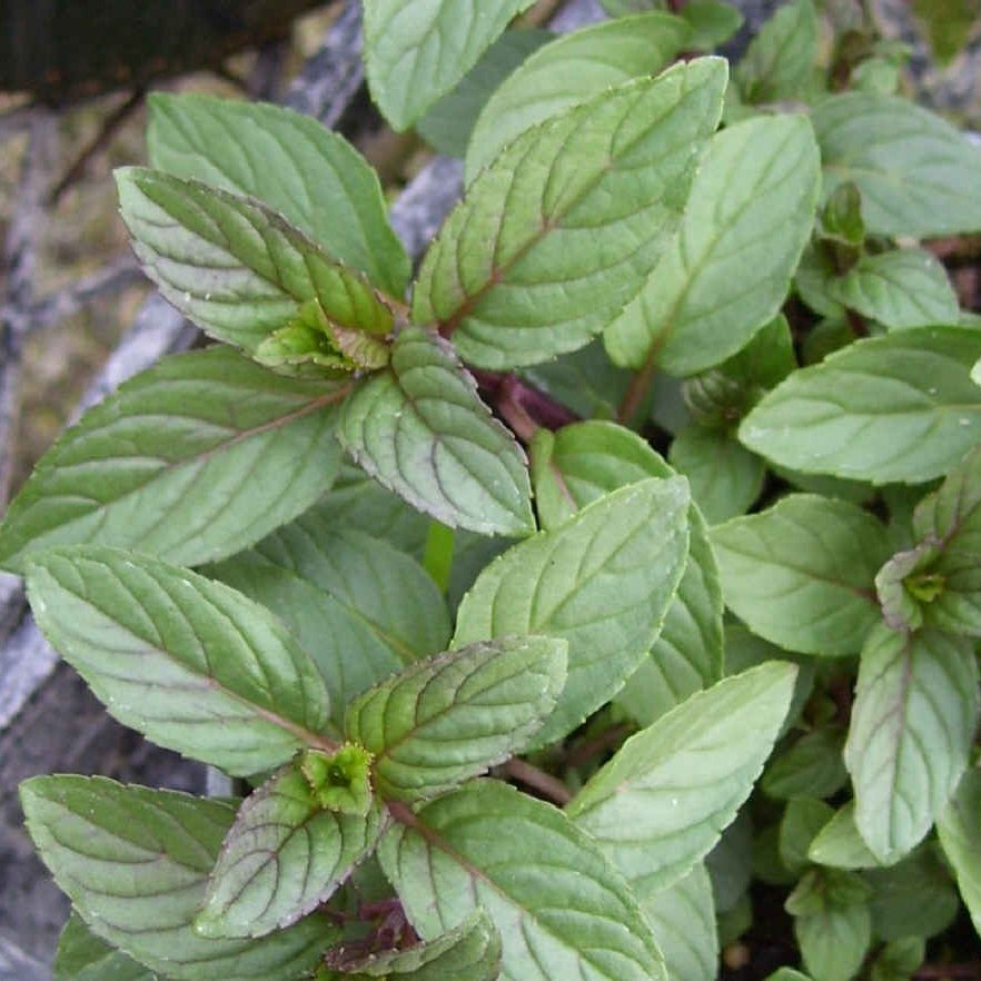 Chocolate Mint