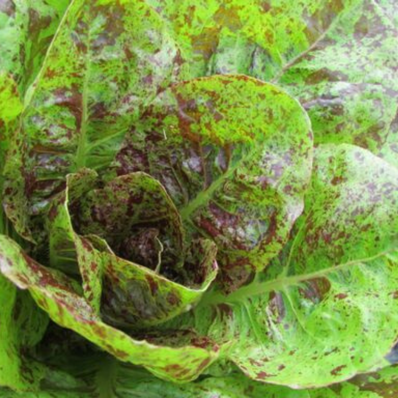 Freckles Lettuce - Delicate Leaf