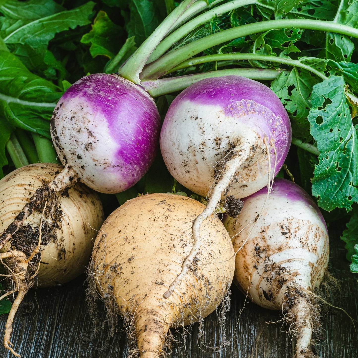 Turnips (With Greens, Purple top and White)