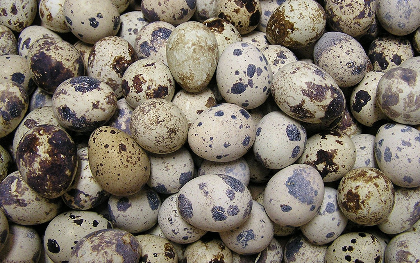 Quail Eggs - 10 doz Case