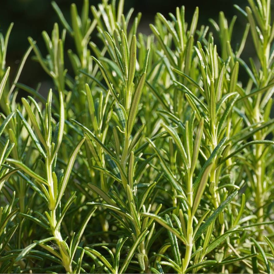 Rosemary