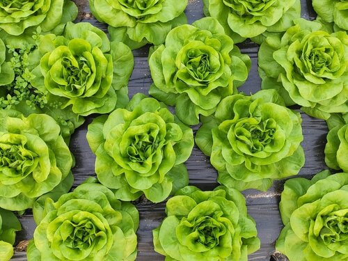Bibb Lettuce - 12 head case