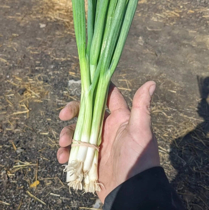 Green Onions - Bunch