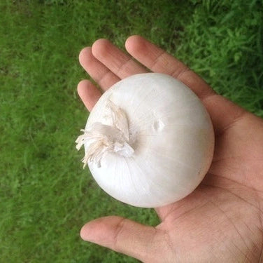 White Onions - 3lb bag