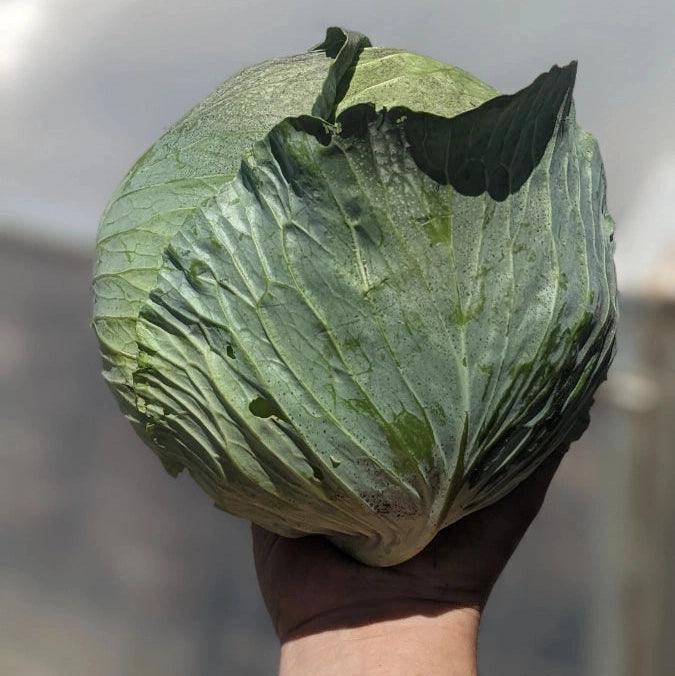 Green Cabbage - 1 Head
