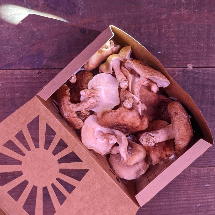 Shiitake Mushrooms - 6oz.