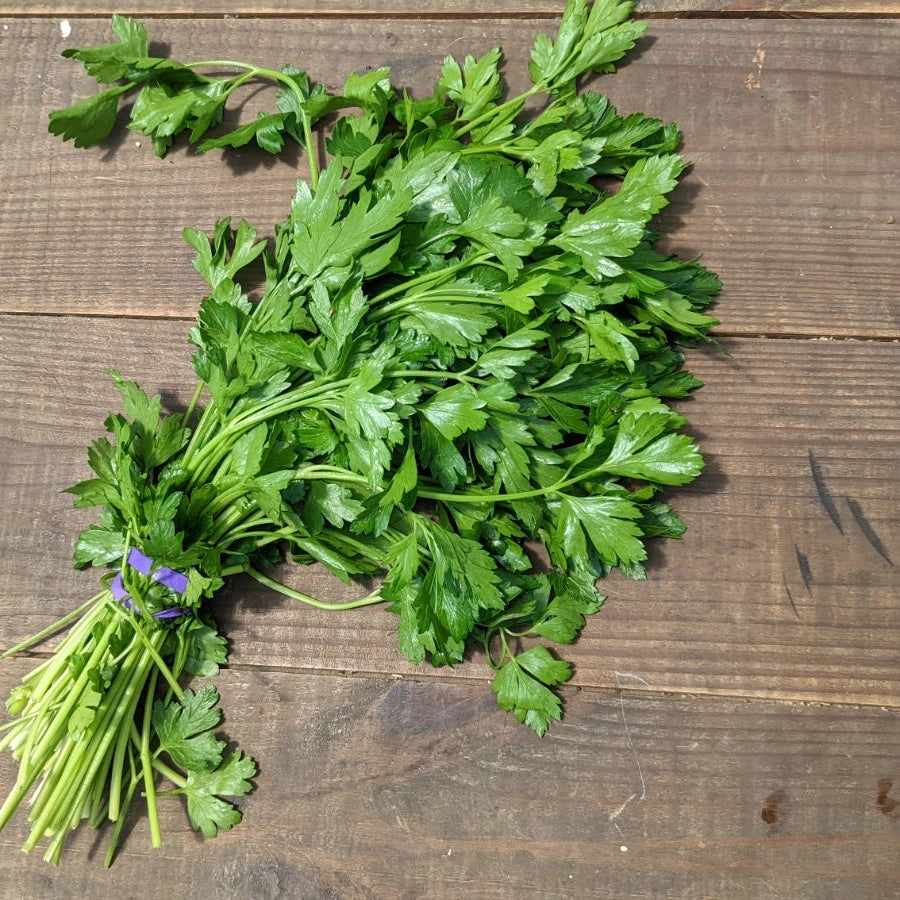 Italian Flat Leaf Parsley