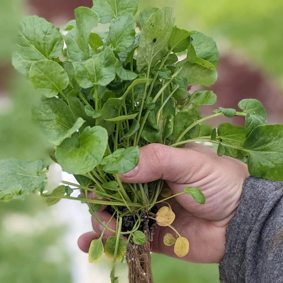Living Watercress - Aquaponic