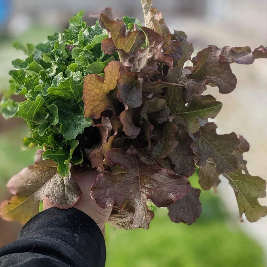 Red & Green Salad Bowl Living Lettuce - Aquaponic