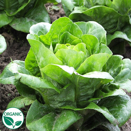 Spretnak Little Gem Romaine