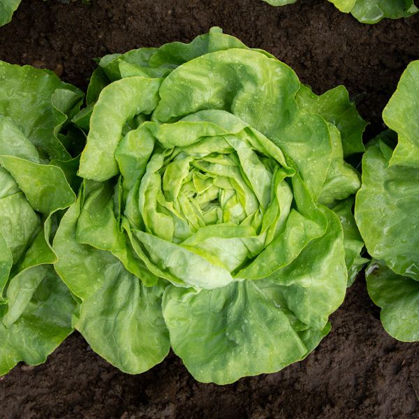 Butterhead Lettuce Bunch (Multiple Smaller Heads)