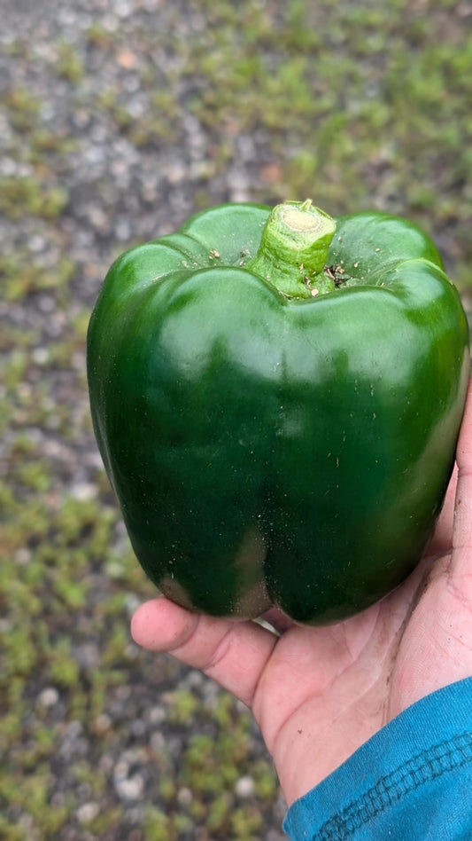 Bell Pepper - 1 large or 2 medium or 4 Small