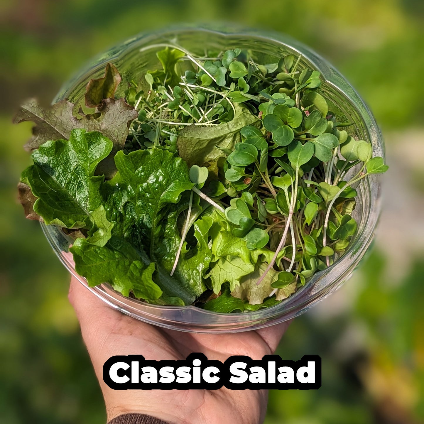 Premium Salad Bowl