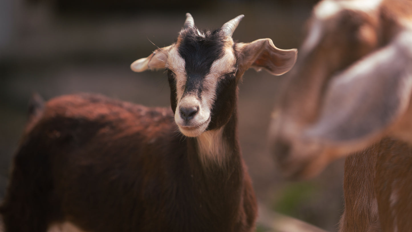Goat Herd Share - 2023 Season