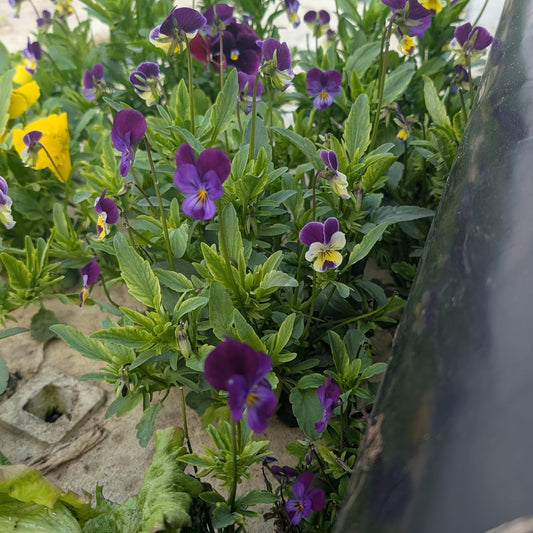 Edible Flowers :Violas - Lightly Minty. 1/2 pint