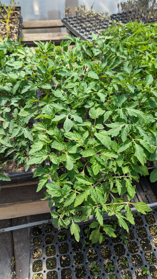 Tomato Seedlings 4-pack