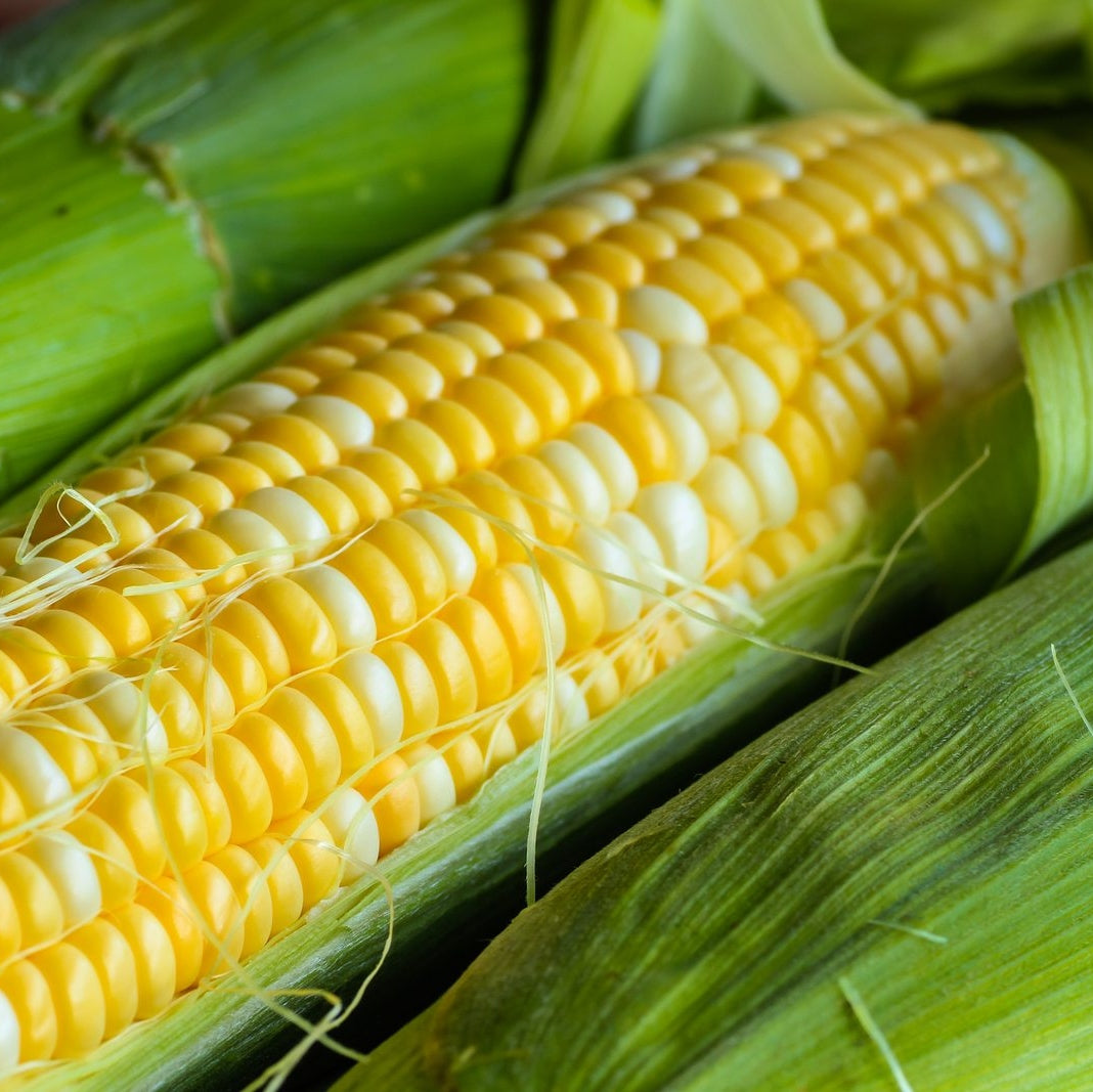 Sweet Corn- Fresh Picked, 4 Ears