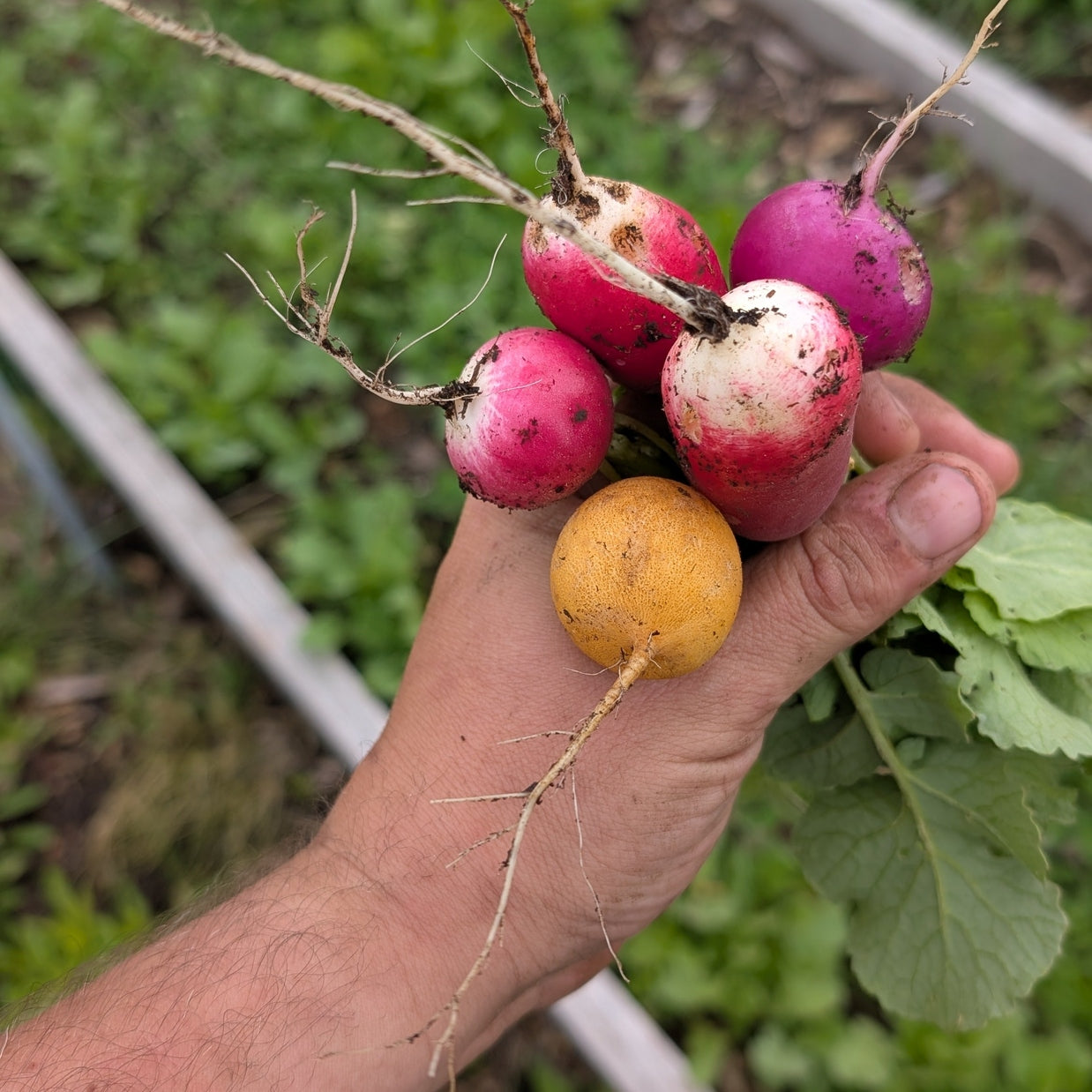 Mixed Radishes (fresh)