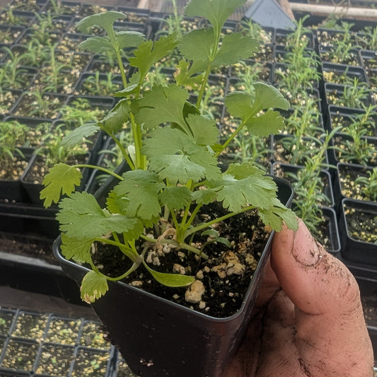 Potted Herbs - 2.5" Pot