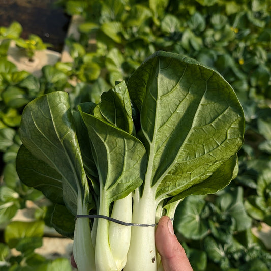 Pak Choi - White Stem