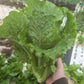 Romaine Lettuce