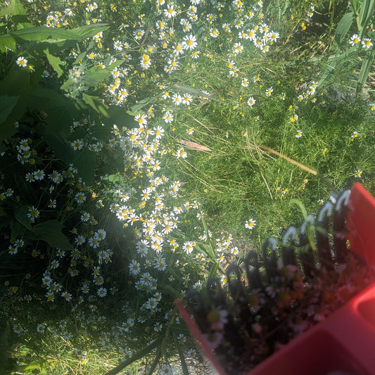 Dried Chamomile Tea - 1 oz -$5