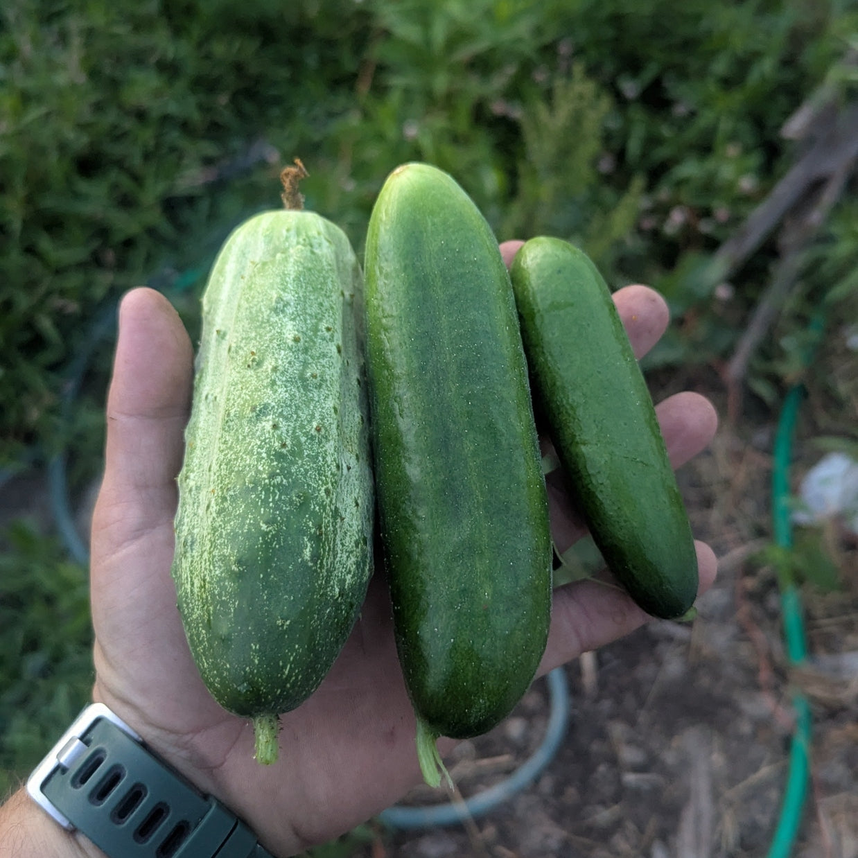 Cucumbers (variety may vary)