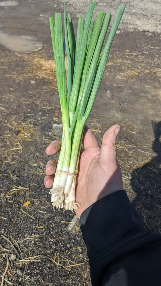 Green Onions - Bunch