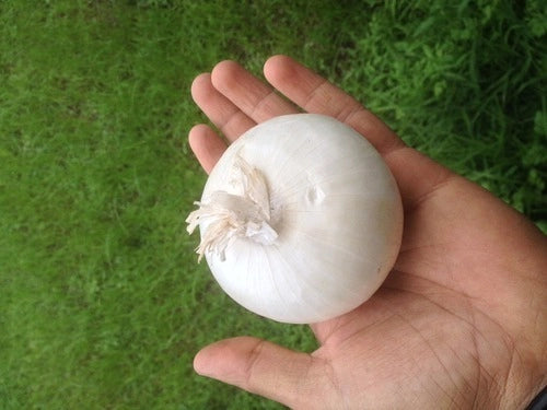 White Onions - 3lb bag