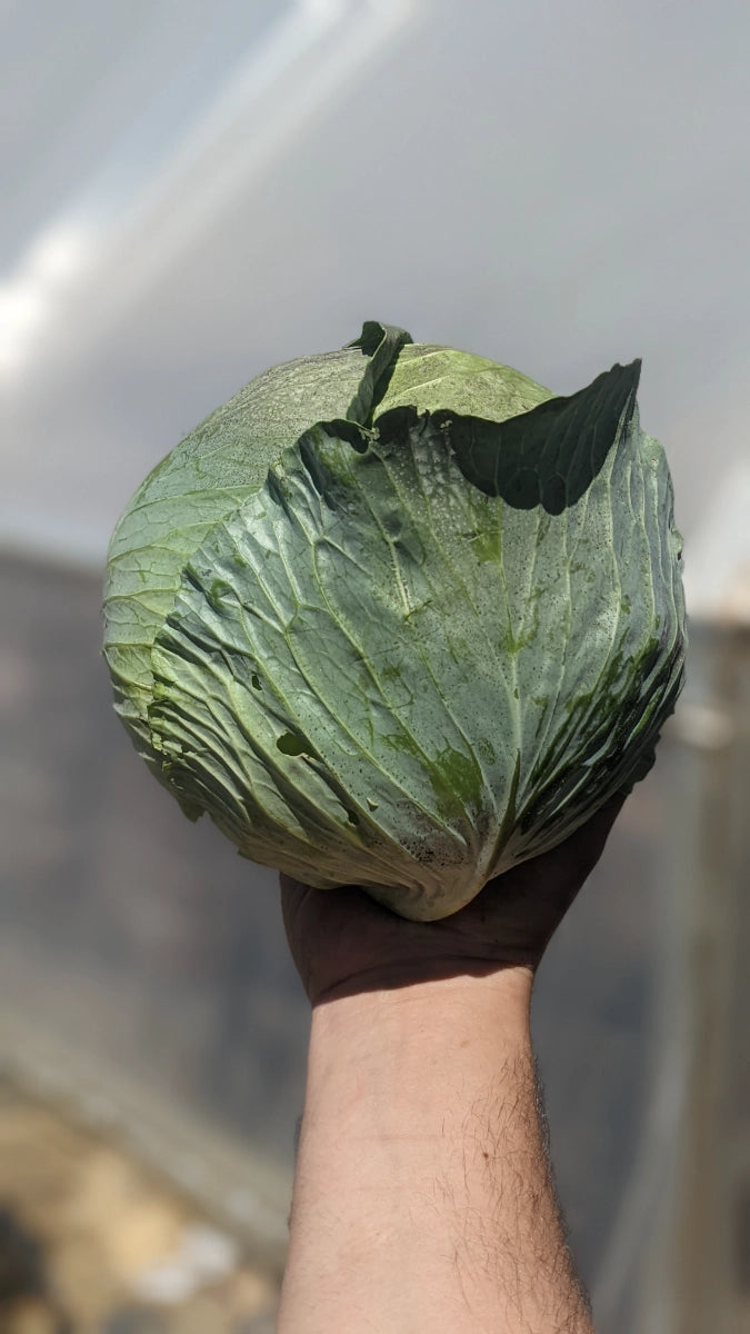 Green Cabbage - 1 Head