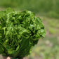 Romaine Lettuce