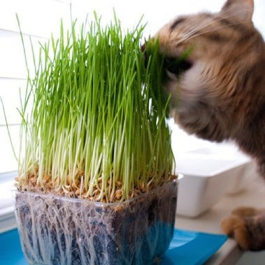Catgrass/Wheatgrass 2.5" pot